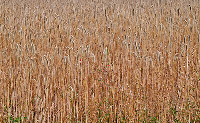 Buy stock photo Rye, barely or wheat grain growing on a farm in a remote countryside. Detail and texture background of a sustainable local cornfield pasture growing and sprouting after harvest season with copy space