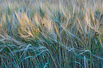 Cornfields - background