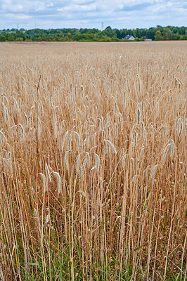 Buy stock photo Wheat growing on a farm with blue cloudy sky and trees in the distance. Landscape of golden corn field or cultivated grains on a sustainable and agricultural farm land near the countryside