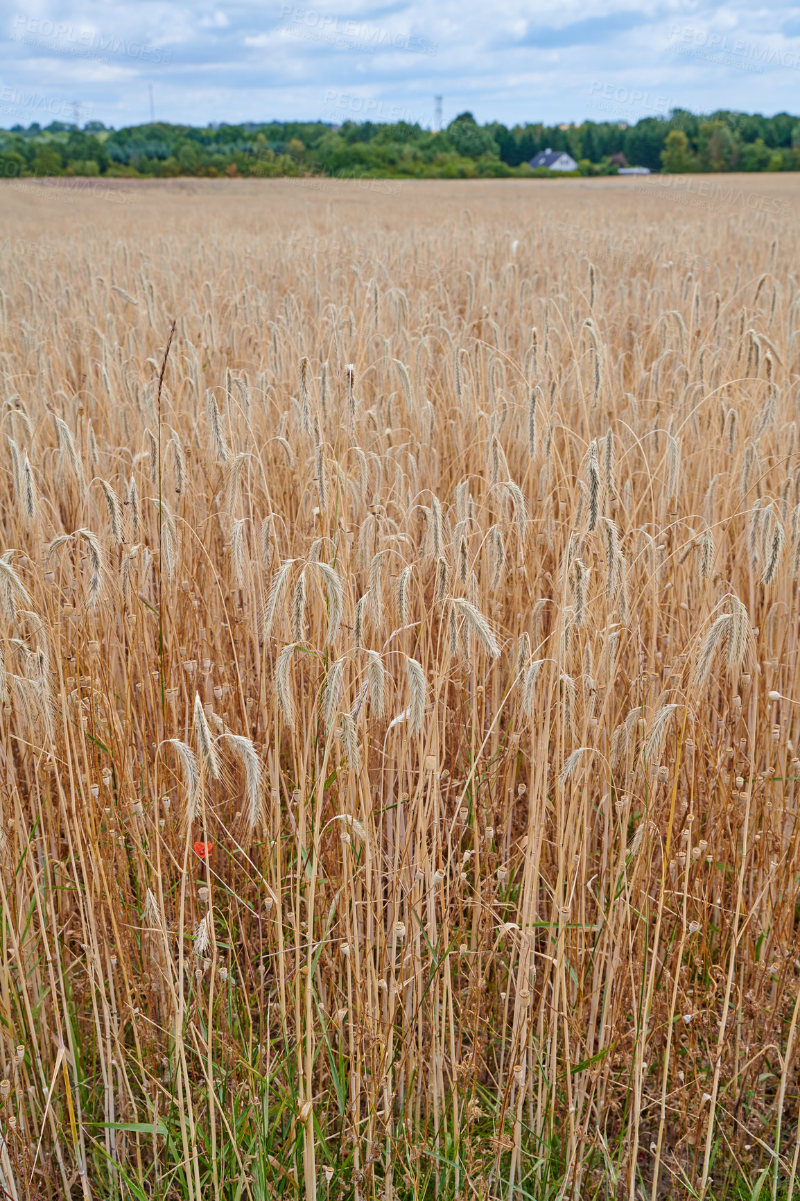 Buy stock photo Wheat growing on a farm with blue cloudy sky and trees in the distance. Landscape of golden corn field or cultivated grains on a sustainable and agricultural farm land near the countryside