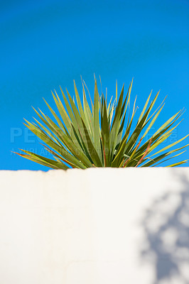 Buy stock photo Yucca growing under a clear blue sky with copy space behind a white wall. Spiky leaves of an obstructed plant growing outside. Pointy tips of a succulent outdoors with copy space during summer. 
