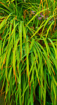 Grass and garden green  - background