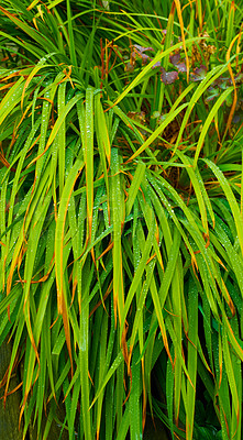 Buy stock photo Closeup of green grass growing in a yard, garden or park with background and copyspace. Vibrant lush lawn in a forest. Zoom in on detail and texture of long green plants with brown tips in the woods