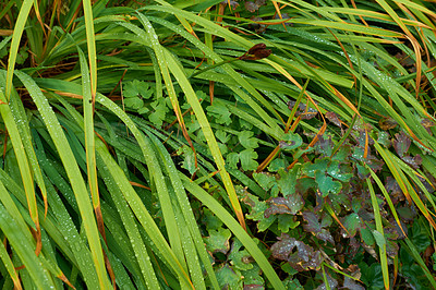 Buy stock photo Beautiful long green grass with dewdrops outdoors on a summer day. Closeup lush plants or grasslands with water drops early in the morning. Healthy pasture or meadow on field during spring in a park