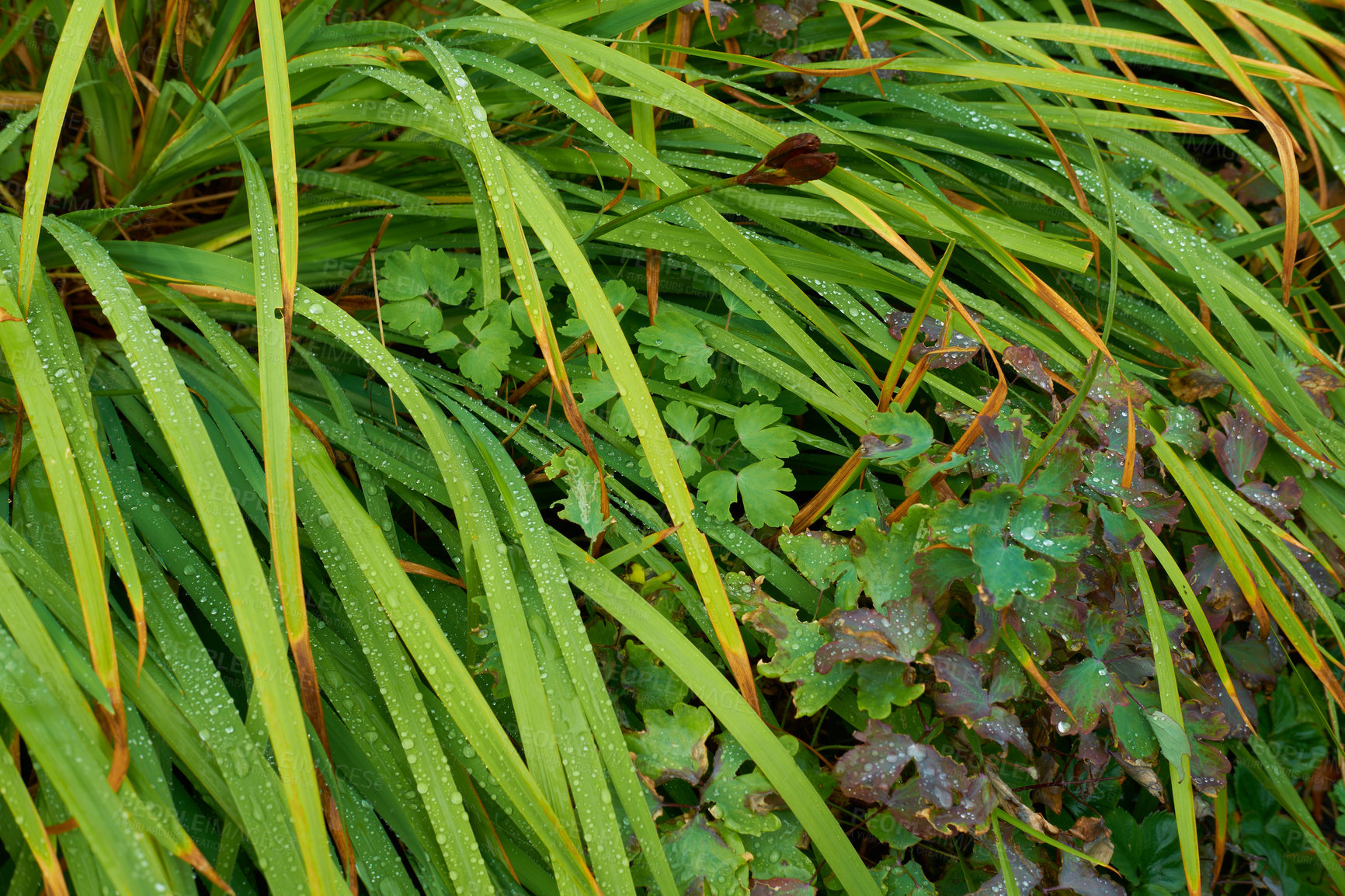 Buy stock photo Beautiful long green grass with dewdrops outdoors on a summer day. Closeup lush plants or grasslands with water drops early in the morning. Healthy pasture or meadow on field during spring in a park