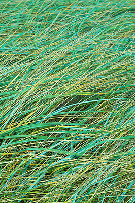 Buy stock photo Closeup of long green grass growing outdoors in a field during summer. Beautiful turf or pasture with copy space on a spring day. Healthy lush grassland or meadow useful as a background in a park