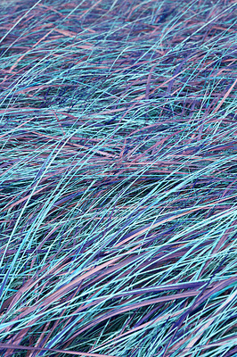 Buy stock photo Closeup of ultraviolet grass and lawn background with copy space. Texture and detail of blades of long blue plant growth in a secluded and private home garden and backyard. Neon purple and colourful