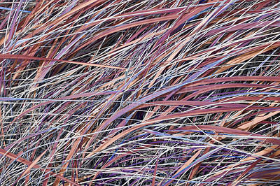 Buy stock photo Closeup of multicolored fantasy grass background with copy space. Detail of overgrown lush wild field growing outside in secluded countryside. Beautiful nature concept for spring meadow environment