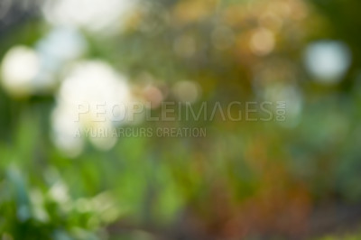 Buy stock photo Blur white flowers growing in a green garden outdoors. Closeup of defocused daisies on an open field in nature. Zoom in on shape and patterns of colors, blurred background with copyspace and bokeh
