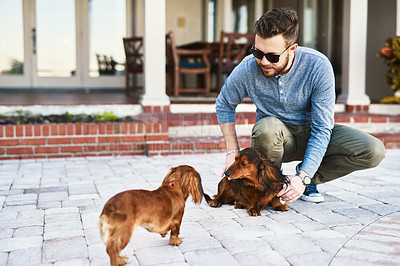 Buy stock photo Shot of a carefree young man playing around with his two little dogs outside at home during the day