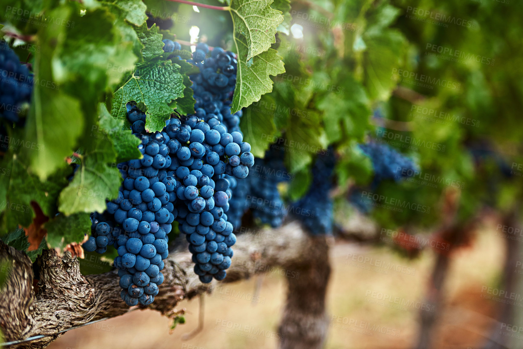 Buy stock photo Still life shot of a bunch of grapes growing on a vineyard