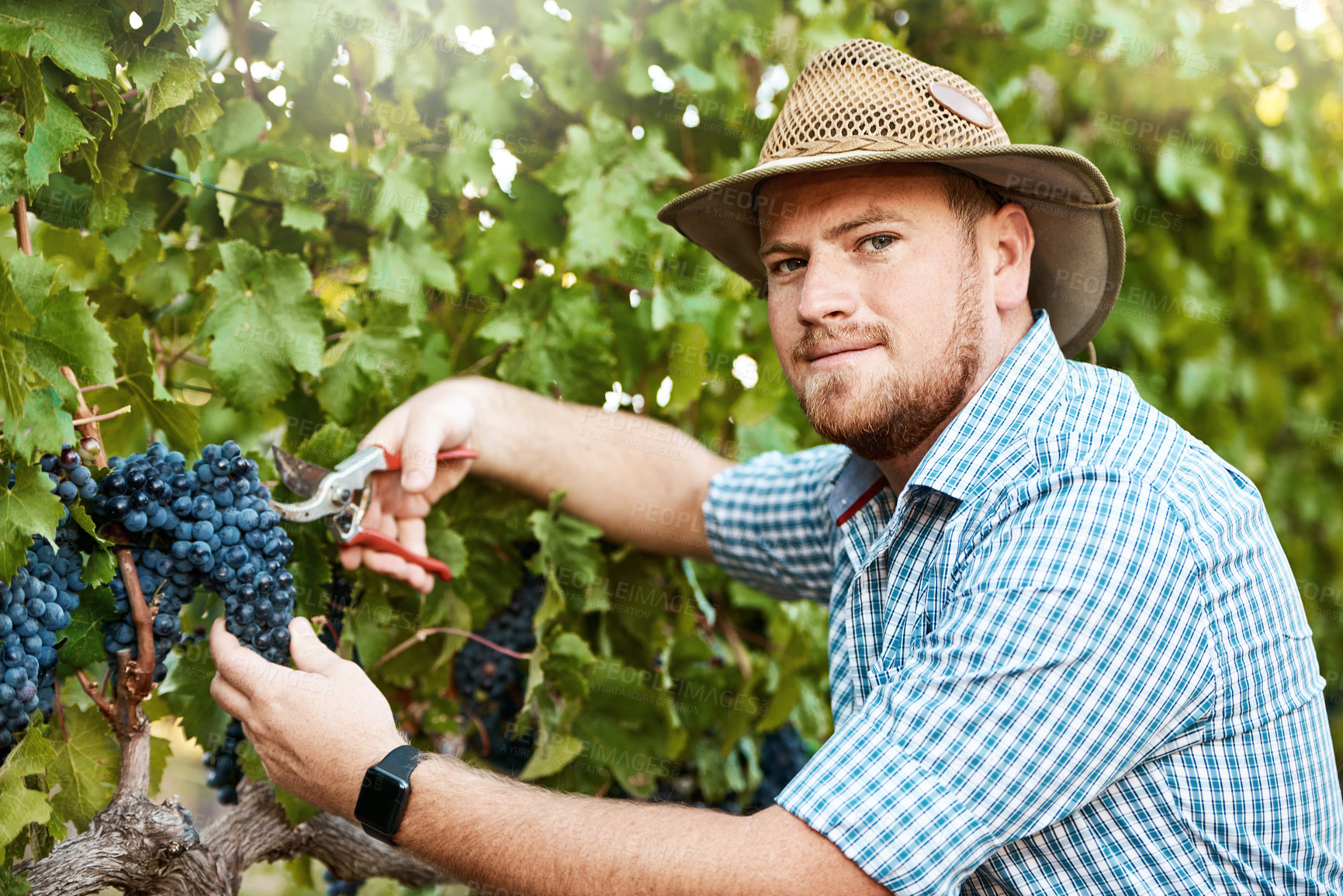 Buy stock photo Smile, portrait and man with harvest of grapes in nature for sustainable, cultivation or growth. Viticulturist, farm and fruit with gardening scissors at vineyard for eco friendly, organic or produce