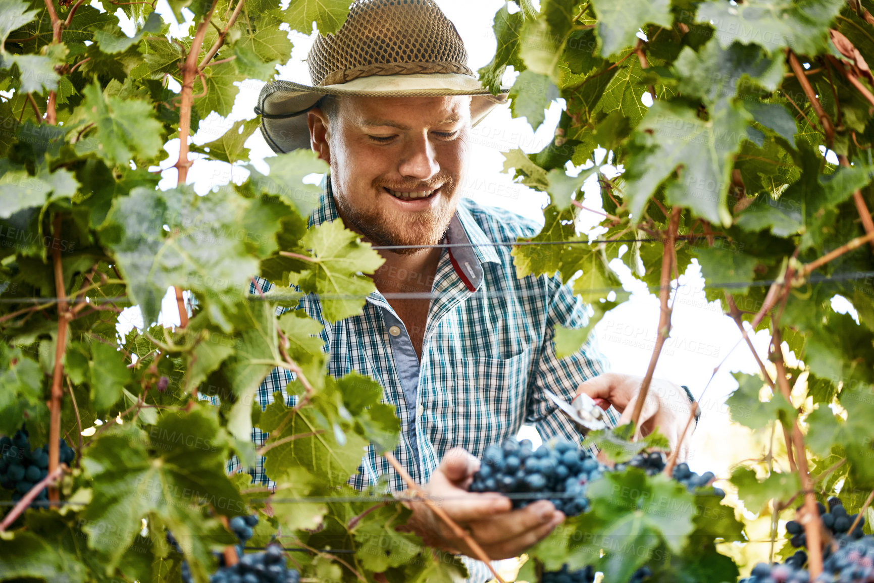 Buy stock photo Shot of a farmer harvesting grapes