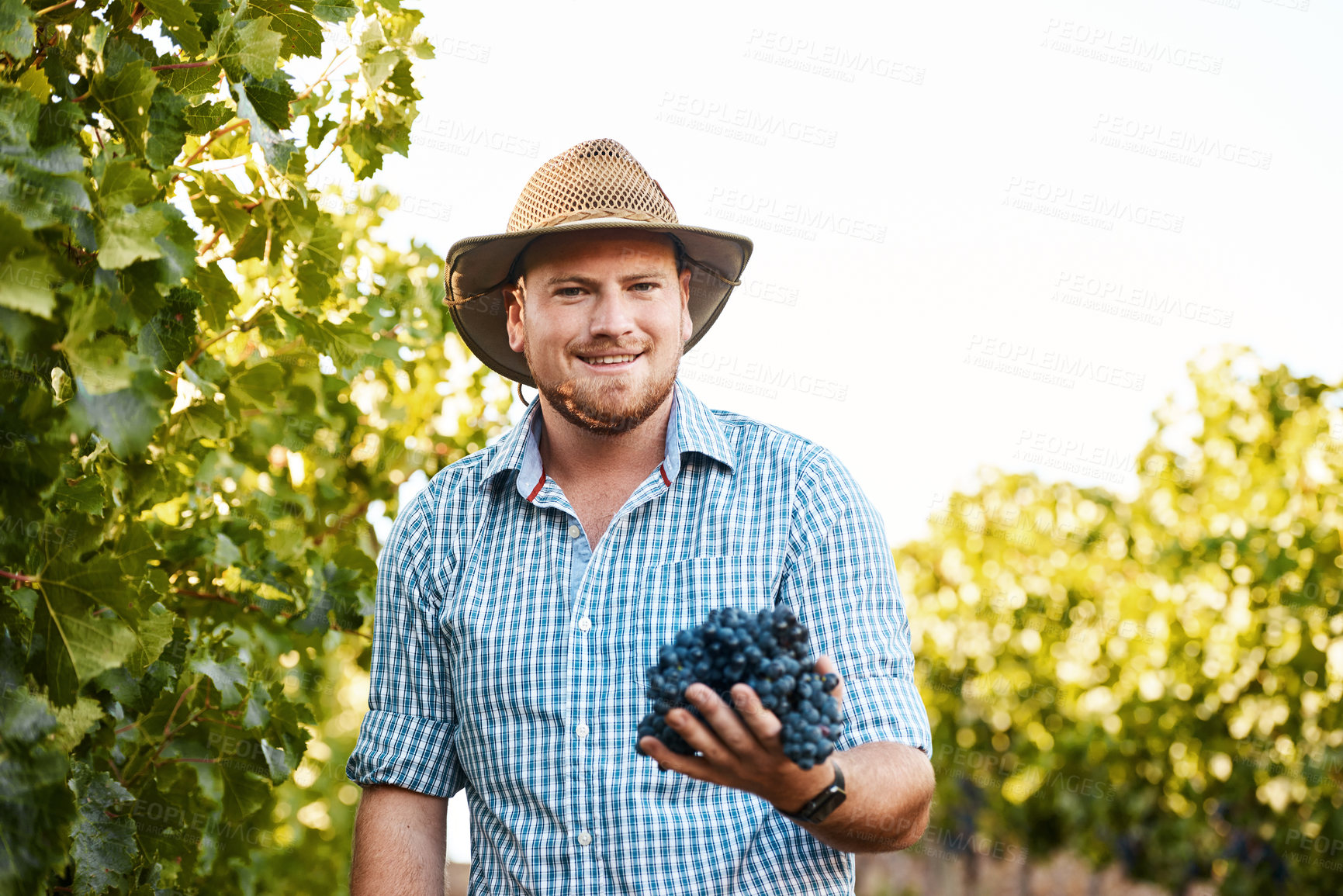 Buy stock photo Portrait of a farmer holding a bunch of grapes in a vineyard