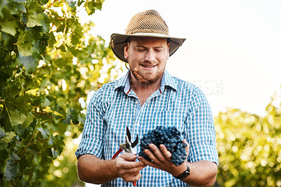 Buy stock photo Shot of a farmer holding a bunch of grapes in a vineyard