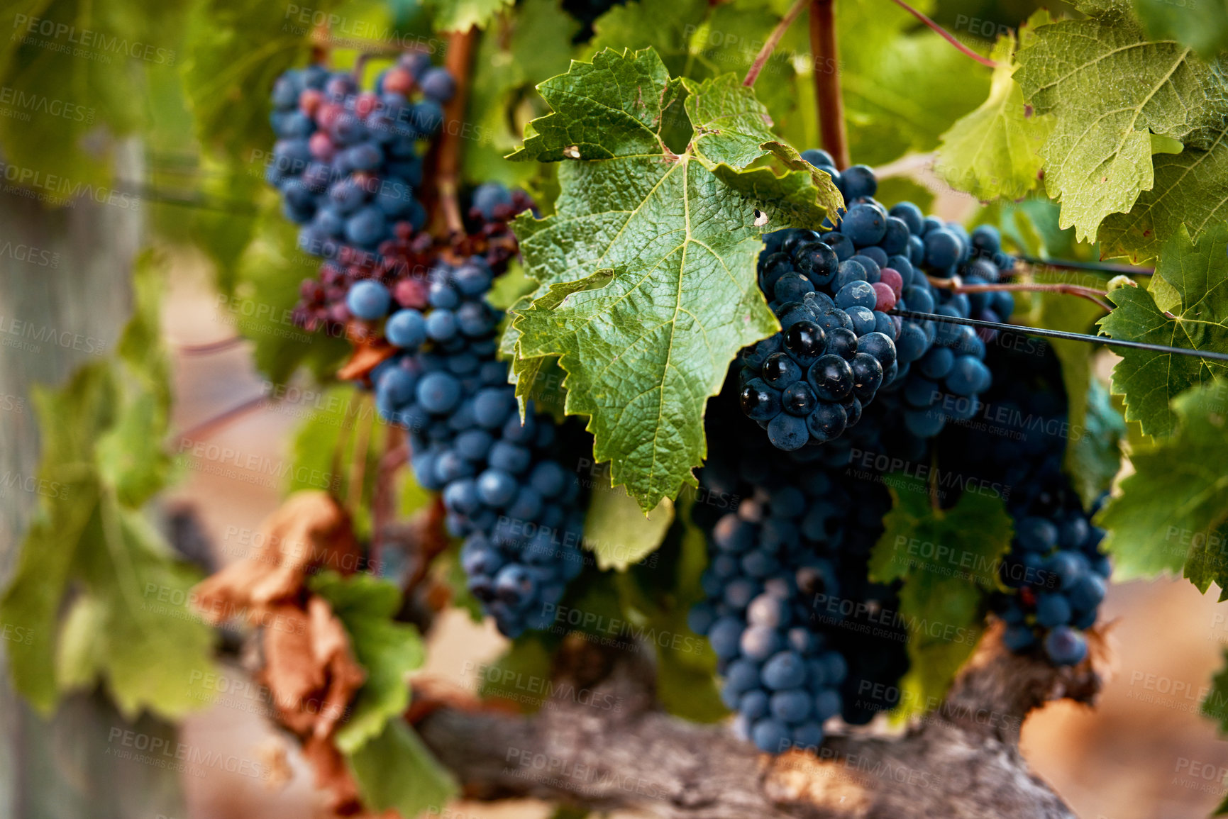 Buy stock photo Still life shot of a bunch of grapes growing on a vineyard