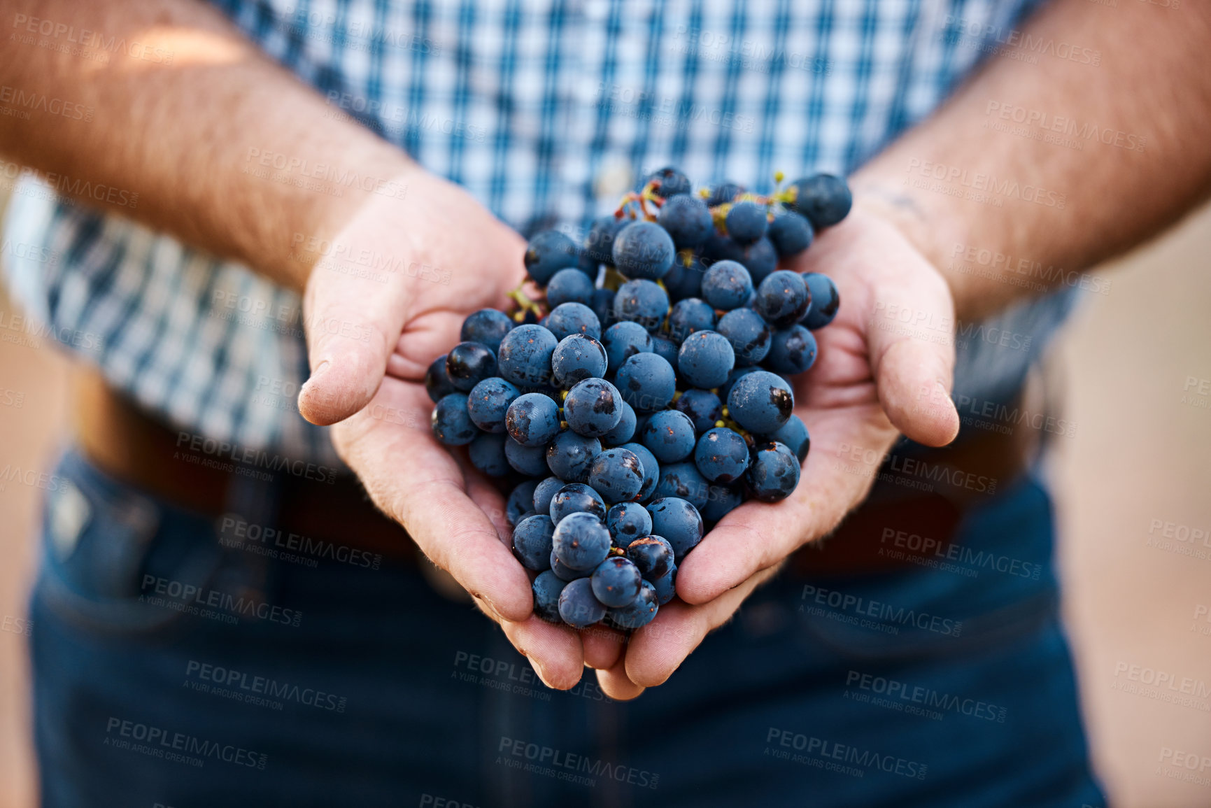Buy stock photo Closeup shot of a man holding a bunch of grapes