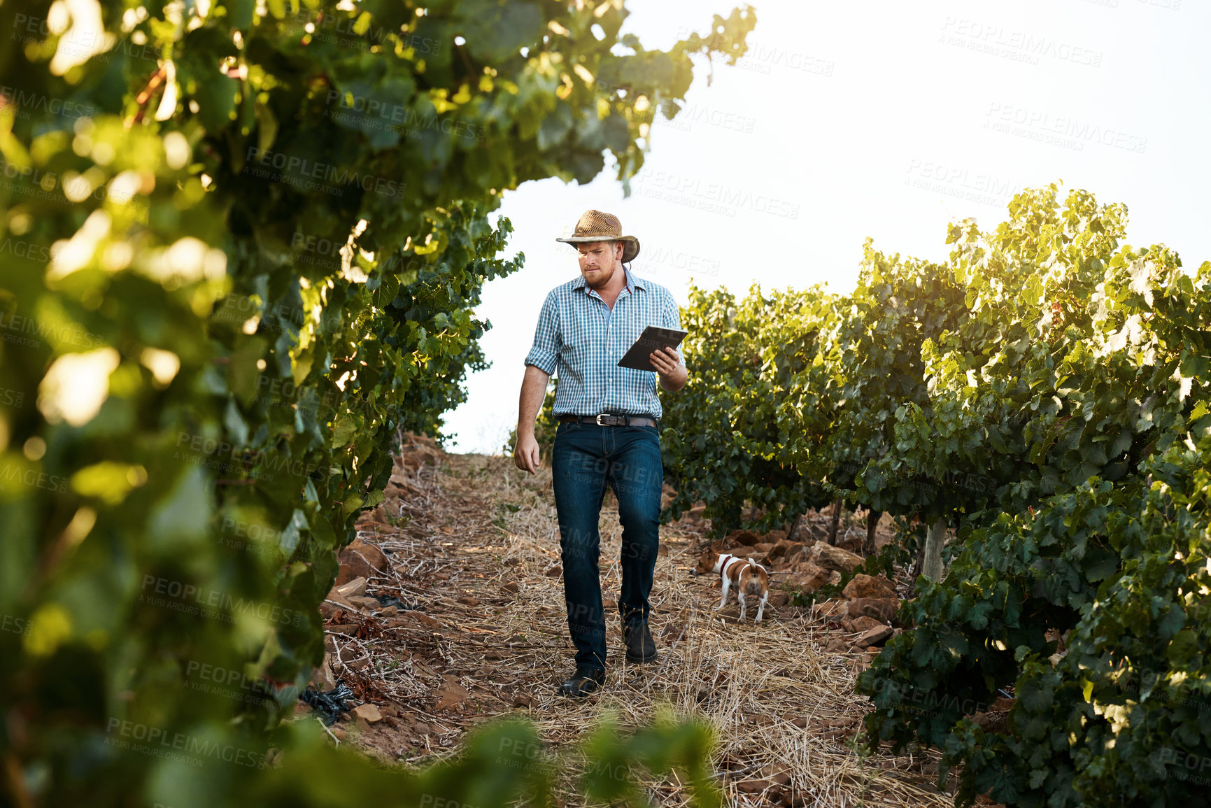 Buy stock photo Nature, agriculture and farmer in vineyard with tablet for monitor growth of crop harvest. Sustainable, digital technology and man with inspection for outdoor environment conservation in countryside.