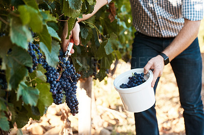 Buy stock photo Closeup shot of a farmer harvesting grapes