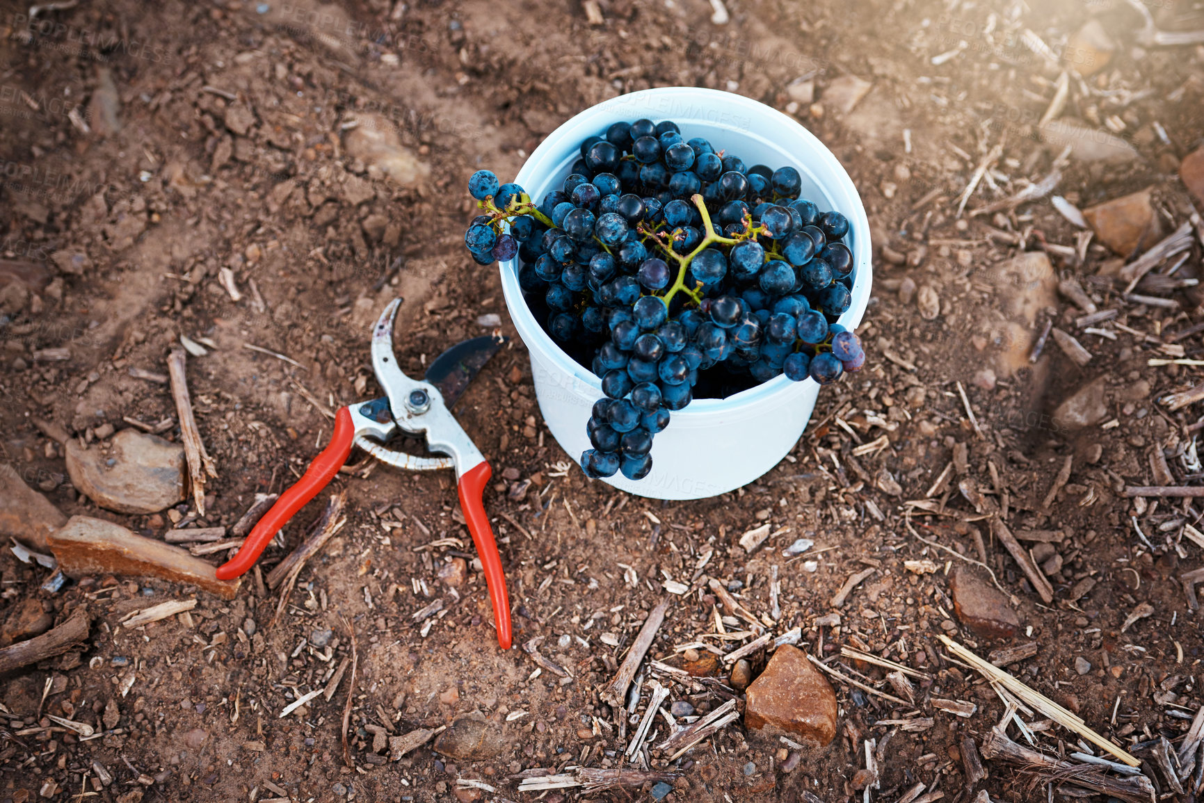 Buy stock photo Still life shot of a grapes in a bucket with a pair of scissors next to it on the ground