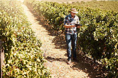 Buy stock photo Shot of a farmer using a digital tablet working in a vineyard