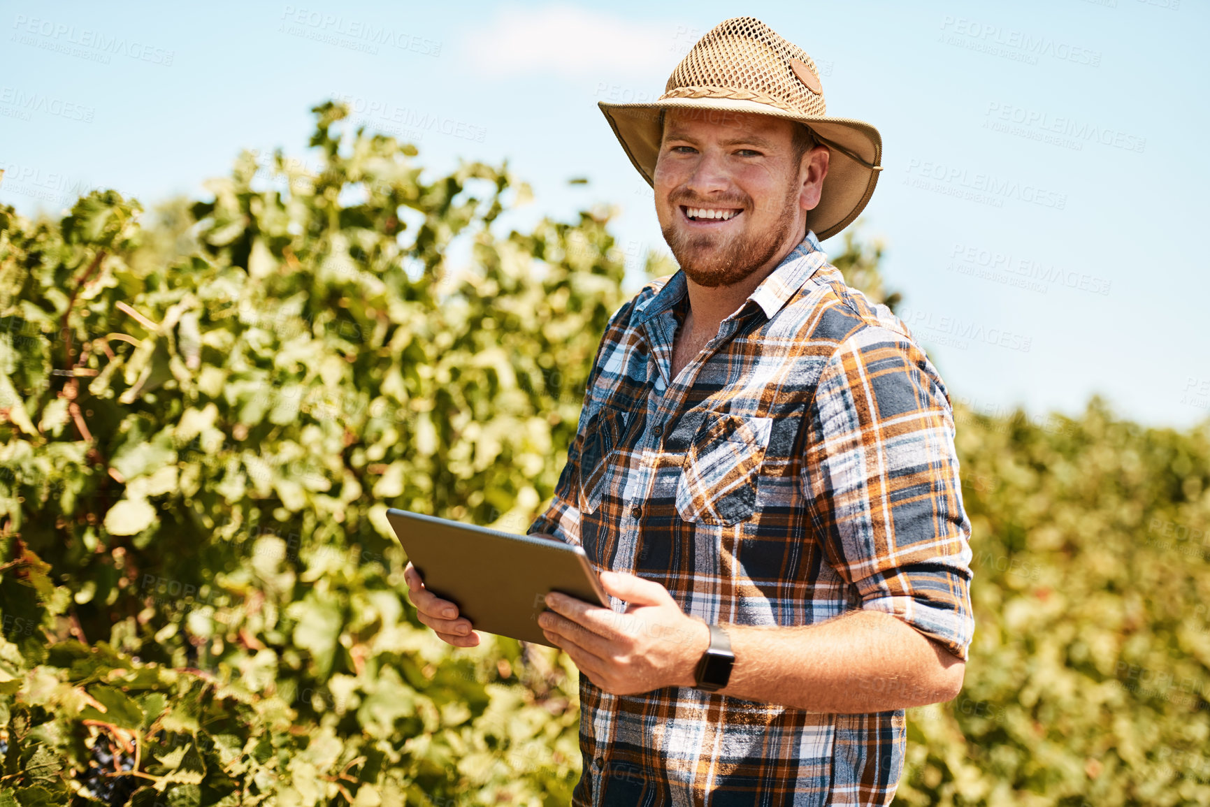Buy stock photo Portrait of a farmer using a digital tablet working in a vineyard