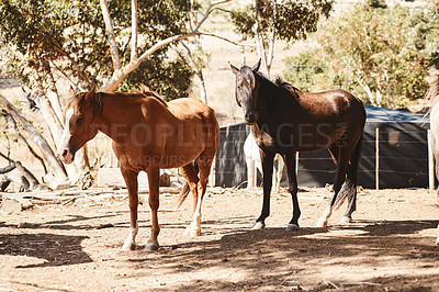 Buy stock photo Still life shot of horses on a farm