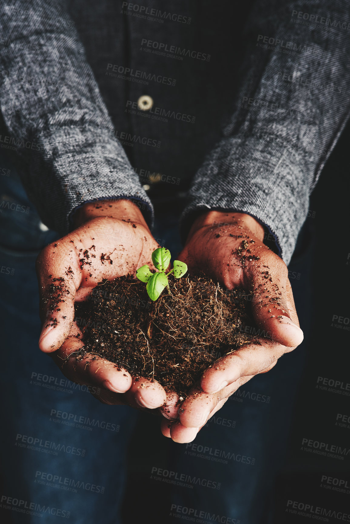 Buy stock photo Cropped shot of an unrecognizable man holding a budding plant
