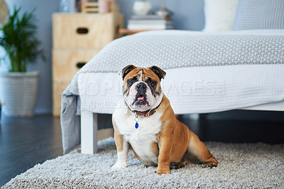 Buy stock photo Shot of an adorable dog in a bedroom at home