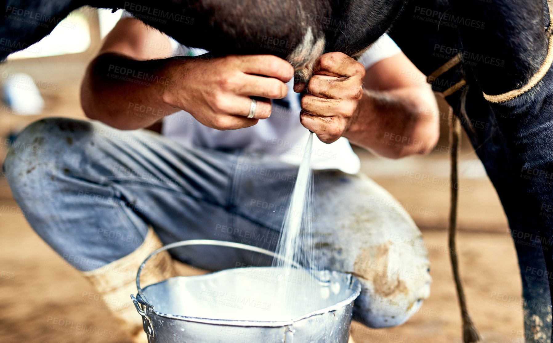 Buy stock photo Cropped shot of a male farmer milking a cow