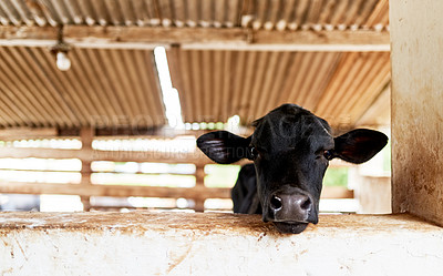 Buy stock photo Agriculture, farm and sustainability cow in barn for beef, cattle or dairy industry on space. Countryside, environmental and rural with face of animal on ranch for agribusiness or conservation