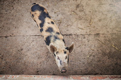 Buy stock photo High angle shot of a little pig standing in a barn on the farm