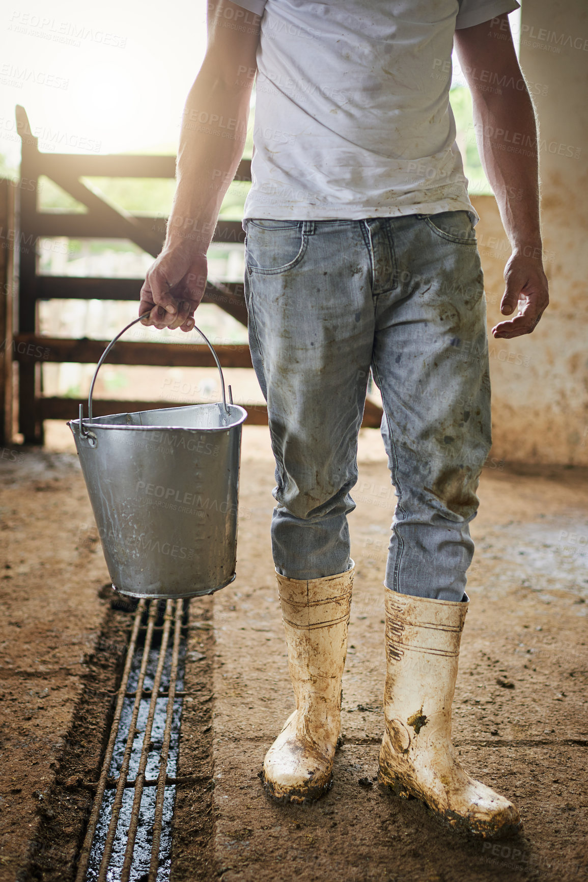 Buy stock photo Cropped shot of an unrecognizable male farmhand carrying a pail of milk in the barn