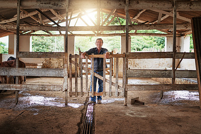 Buy stock photo Senior, portrait or man in barn for farming with livestock, confidence or small business in countryside. Sustainable, shed and agriculture with eco friendly practice for food production in Australia