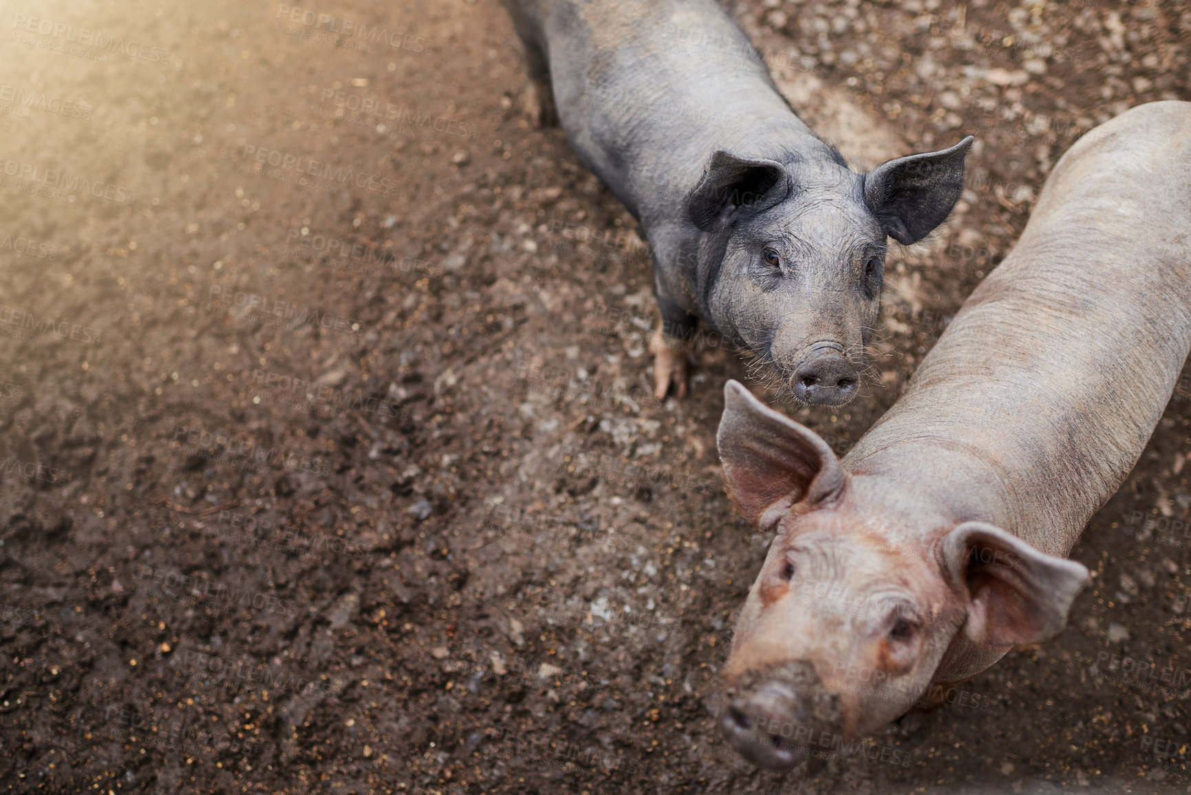 Buy stock photo Above, pigs and portrait on farm for agriculture, breeding programme and sustainability with space. Meat industry, swine and mud in countryside for pork production, agrobusiness or livestock in Texas