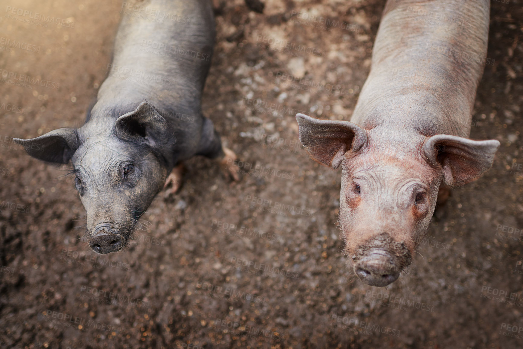 Buy stock photo Above, pigs and portrait in mud for agriculture, breeding programme and sustainability on farm. Meat industry, swine and dirt in countryside for pork production, agrobusiness and livestock in Texas