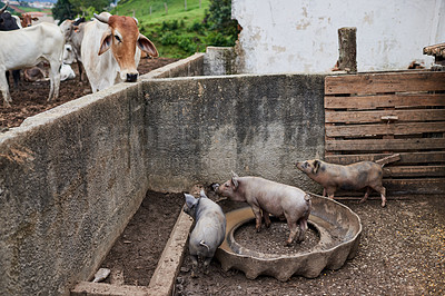 Buy stock photo Full length shot of various livestock on a farm