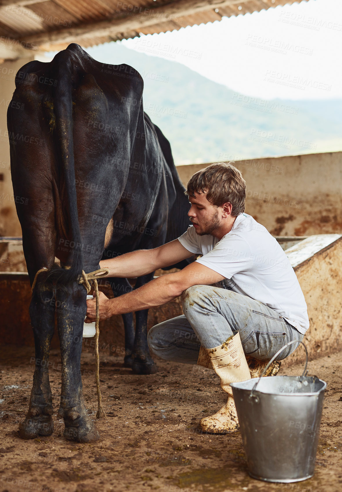 Buy stock photo Man, farmer and bucket with cow for milk, fresh produce or calcium in natural growth, agriculture or sustainability. Male person with live cattle for production, resources or faming of dairy product