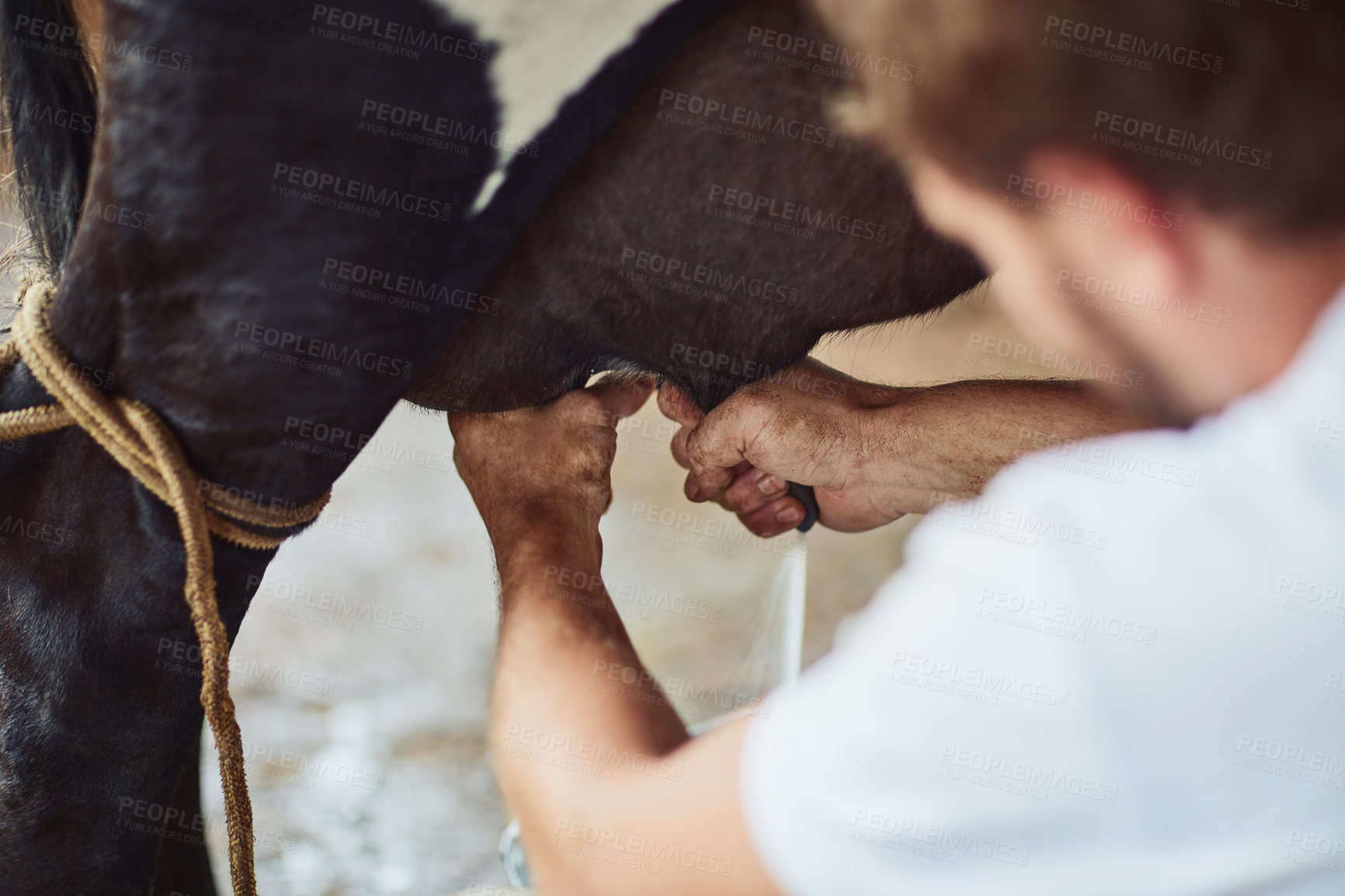 Buy stock photo Rearview shot of an unrecognizable male farmer milking a cow inside a barn