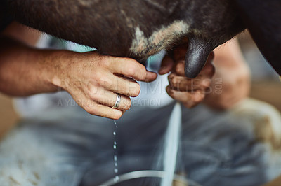 Buy stock photo Farmer, hands and milking cow for agriculture, animal husbandry and manual work for production process. Dairy, udder and person with cattle for organic milk and healthy fresh liquid closeup at farm