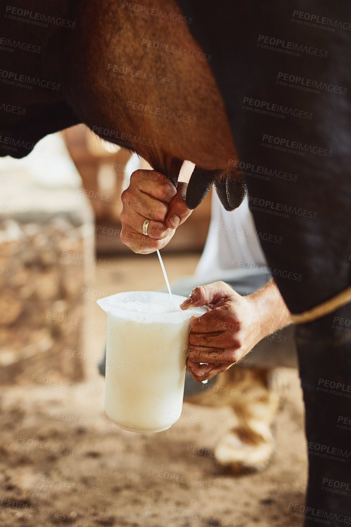 Buy stock photo Cropped shot of an unrecognizable male farmer milking a cow inside a barn