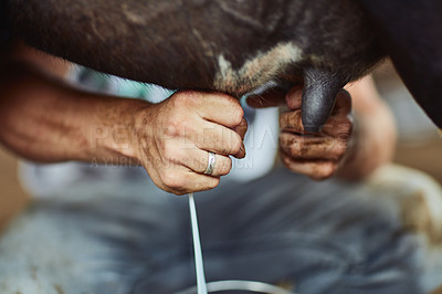 Buy stock photo Person, hands and farmer with cow for milk, fresh produce or calcium in natural growth, agriculture or sustainability. Closeup of live stock or cattle for liquid, production or farming dairy product