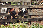 Bumping heads trying to see everything on the farm