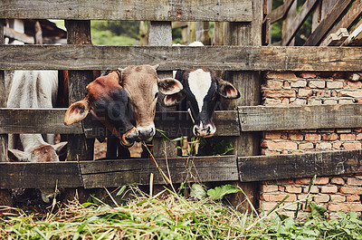 Buy stock photo Shot of a herd of cattle on a dairy farm