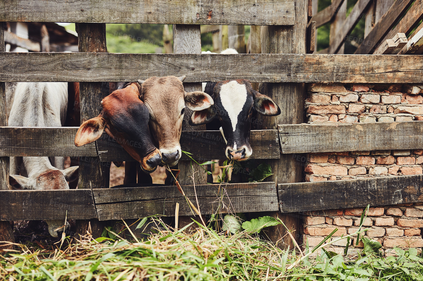 Buy stock photo Shot of a herd of cattle on a dairy farm