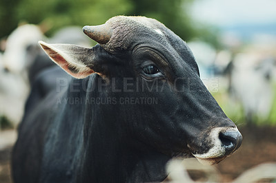 Buy stock photo Cow, cattle and agriculture farm outdoor for sustainability, beef and milk production with livestock. Bull, nature and ranch animals for meat industry, agro and eco friendly natural steak with dairy