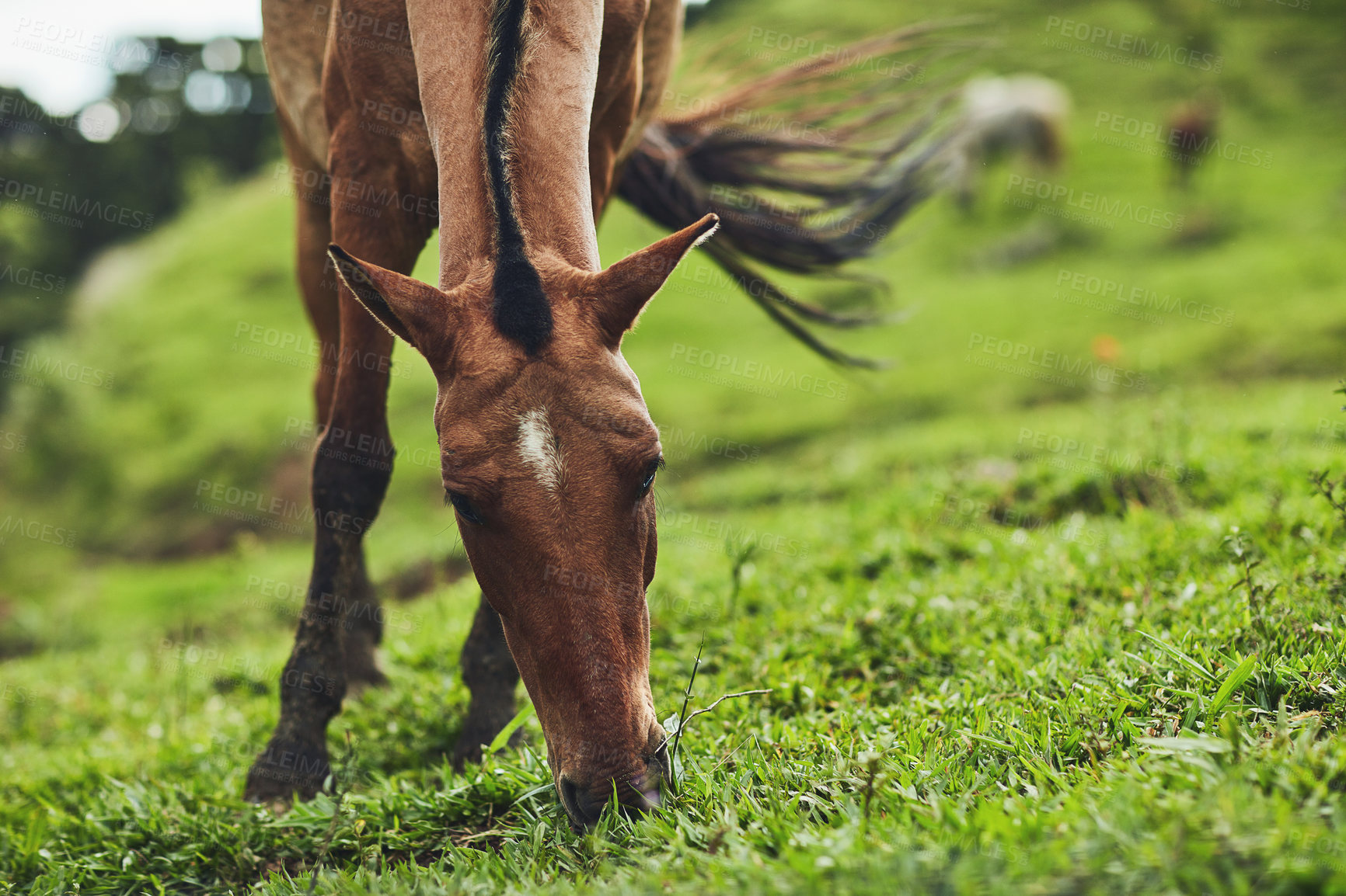 Buy stock photo Cropped shot of a horse eating grass on a farm outside