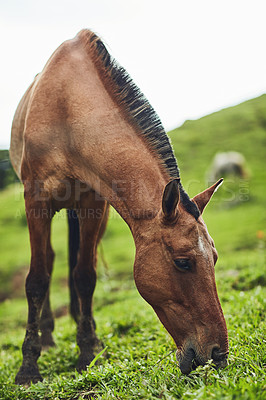 Buy stock photo Horse, eating grass and sustainability on farm for growth, healthy diet and nourishment. Animal, livestock and grazing on Texas ranch for development, nutrition and stallion race preparation in field