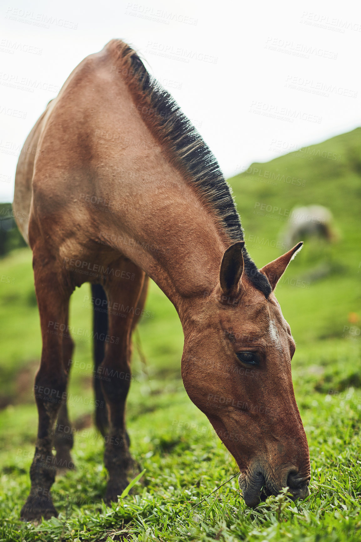 Buy stock photo Horse, eating grass and sustainability on farm for growth, healthy diet and nourishment. Animal, livestock and grazing on Texas ranch for development, nutrition and stallion race preparation in field