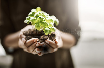 Buy stock photo A woman holding a fresh green plant in the palm of her hands closeup. A female as mother nature working her magic by producing a new vibrant, healthy and fertile sprouting flora on a hot Spring day.